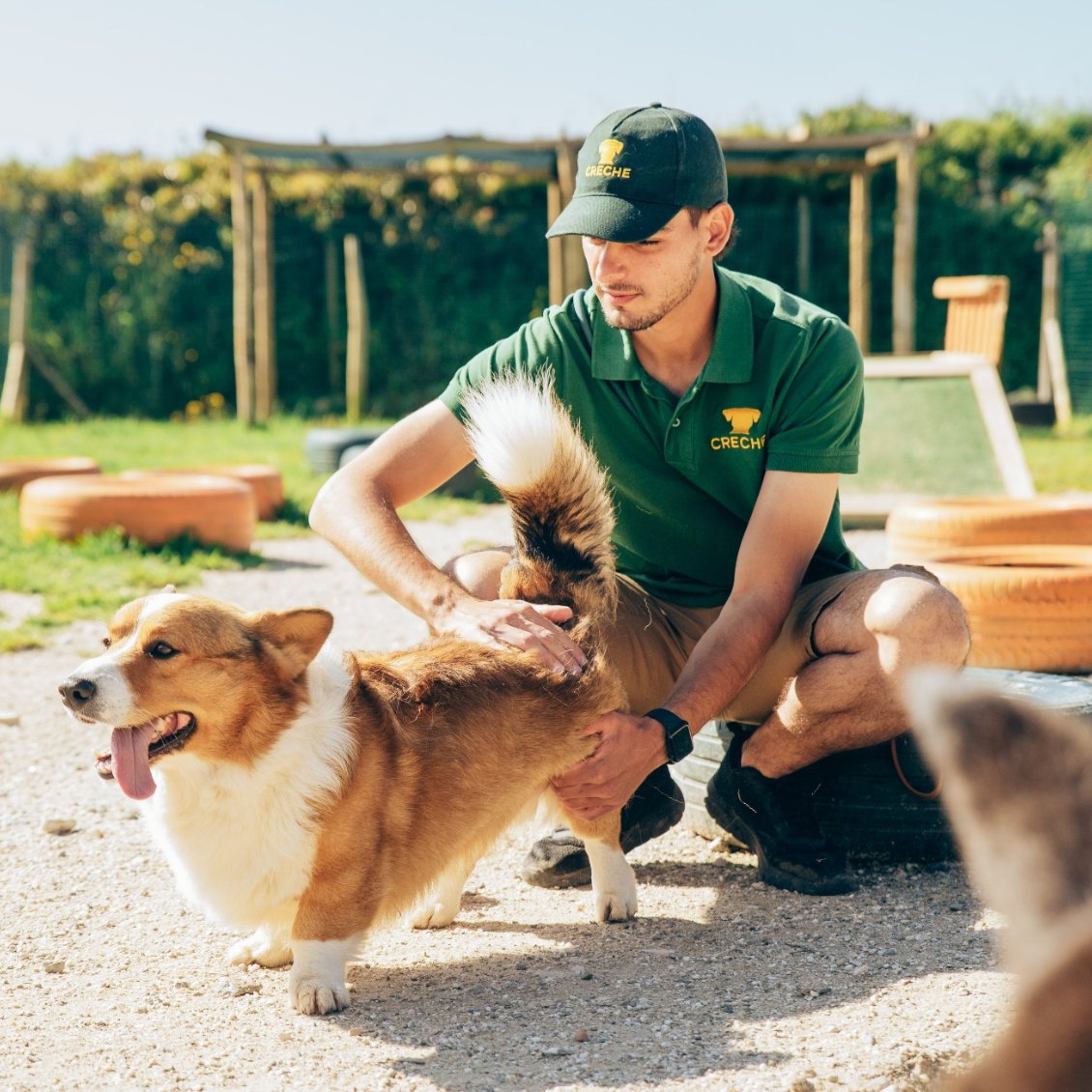 Creche para cães