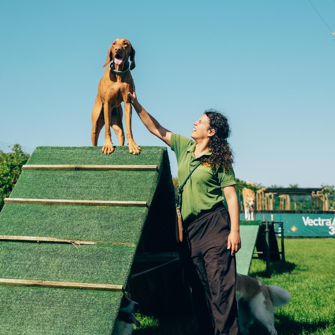 Treino Canino