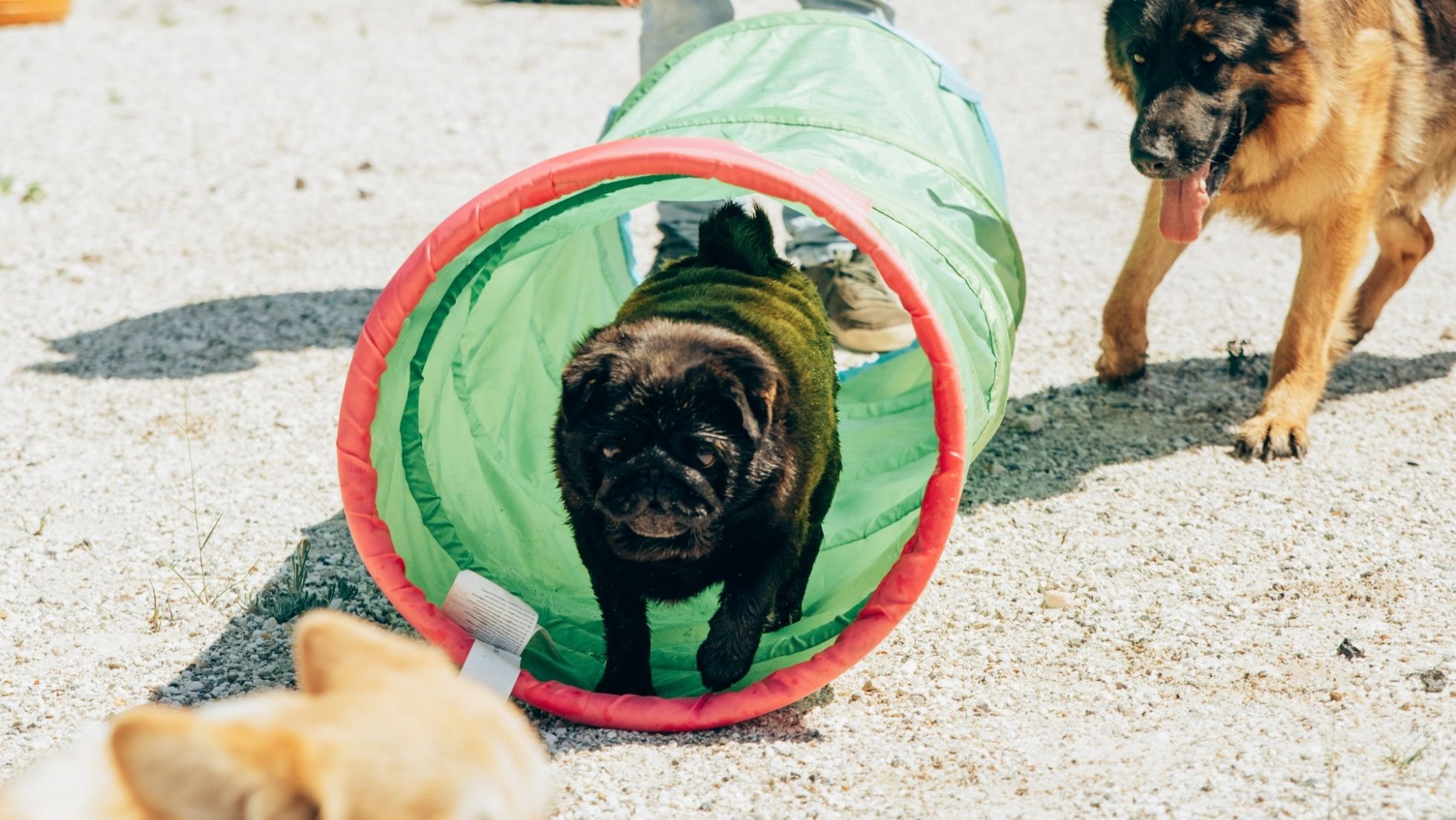 Hotel para cães