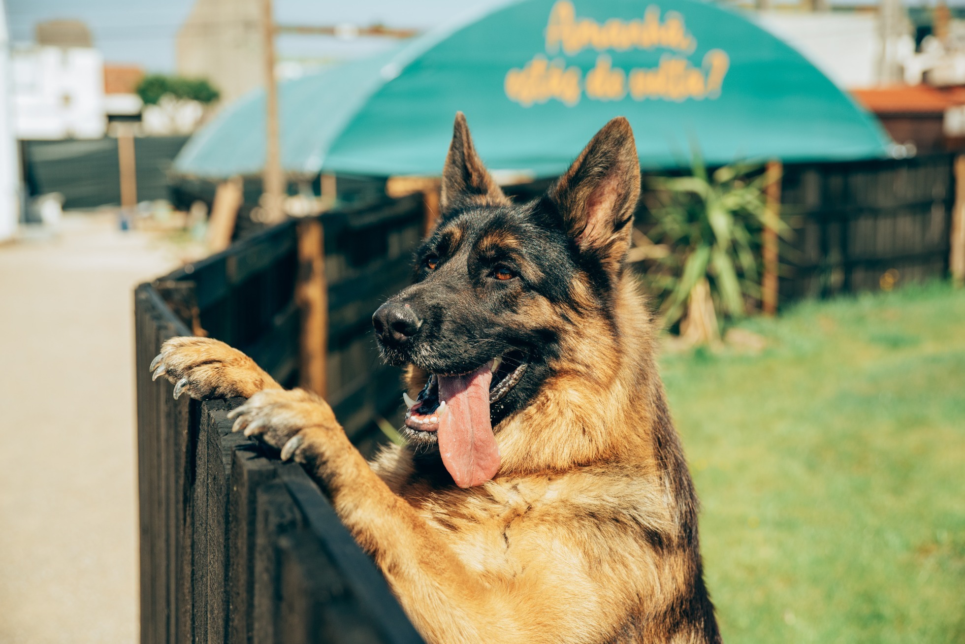 Hotel para cães