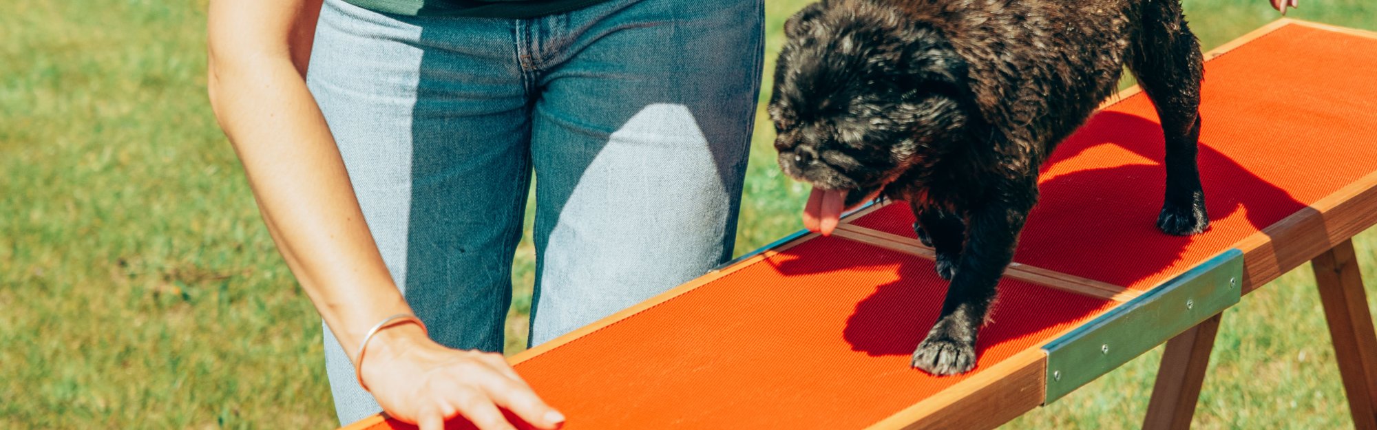 Treino para cães