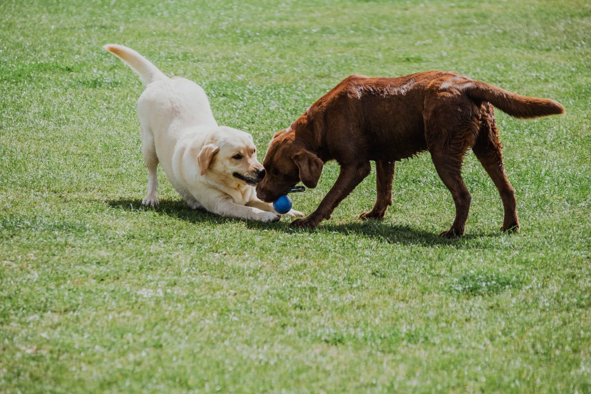 Hotel para cães