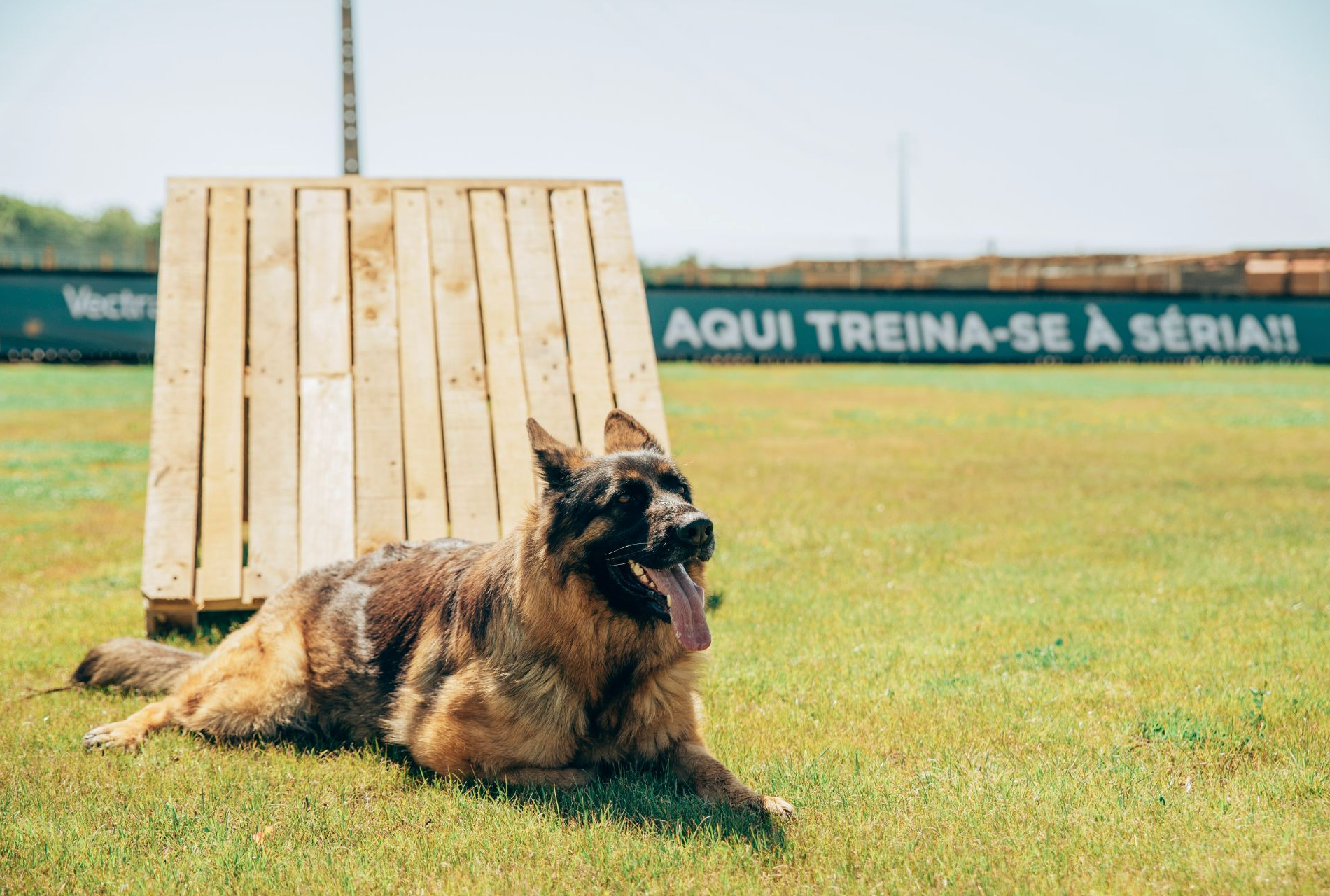 Treino canino