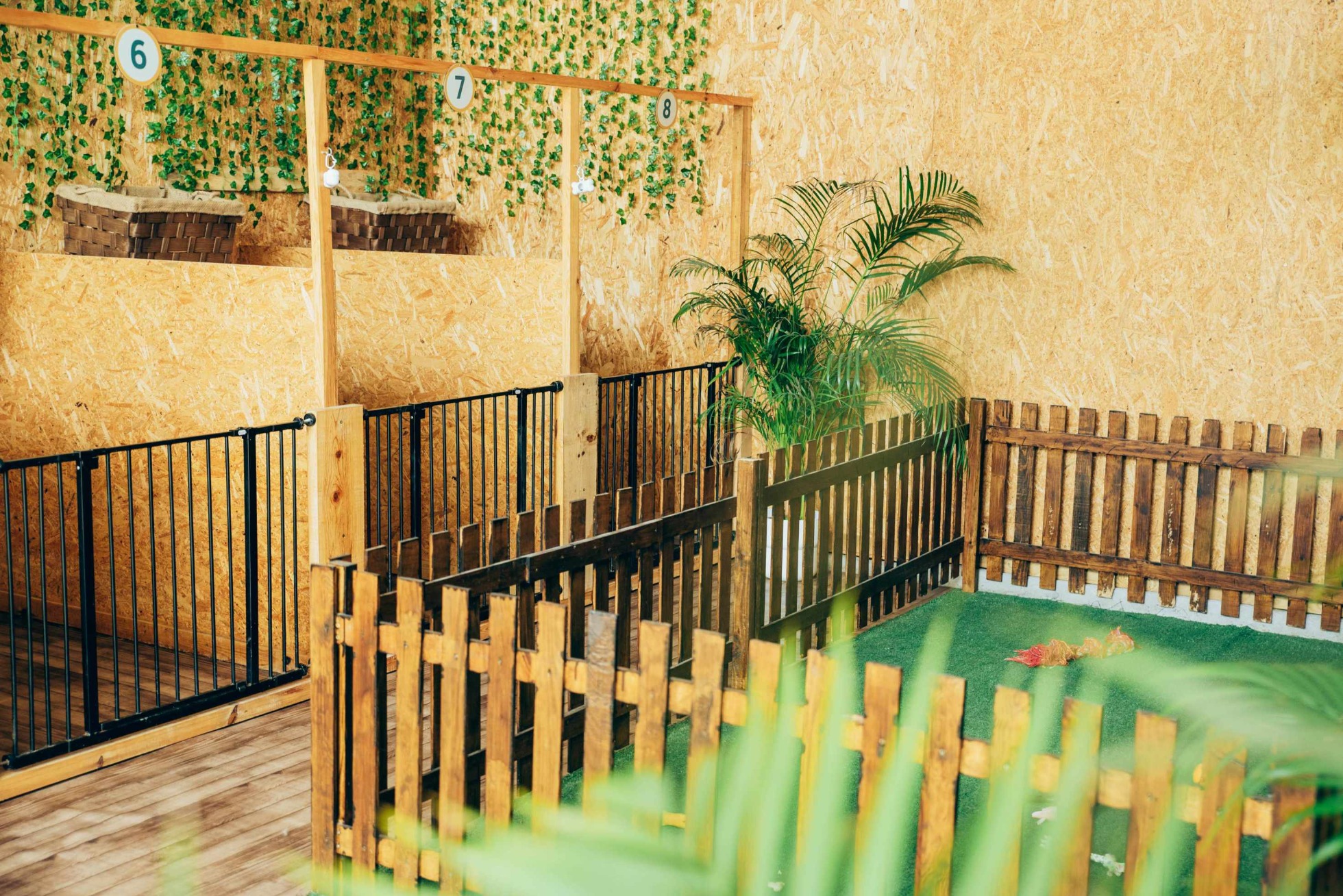 Hotel do cão