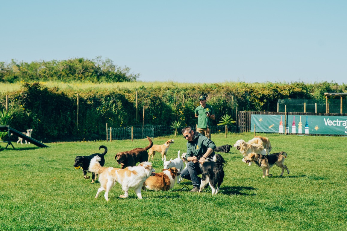 Hotel para cães