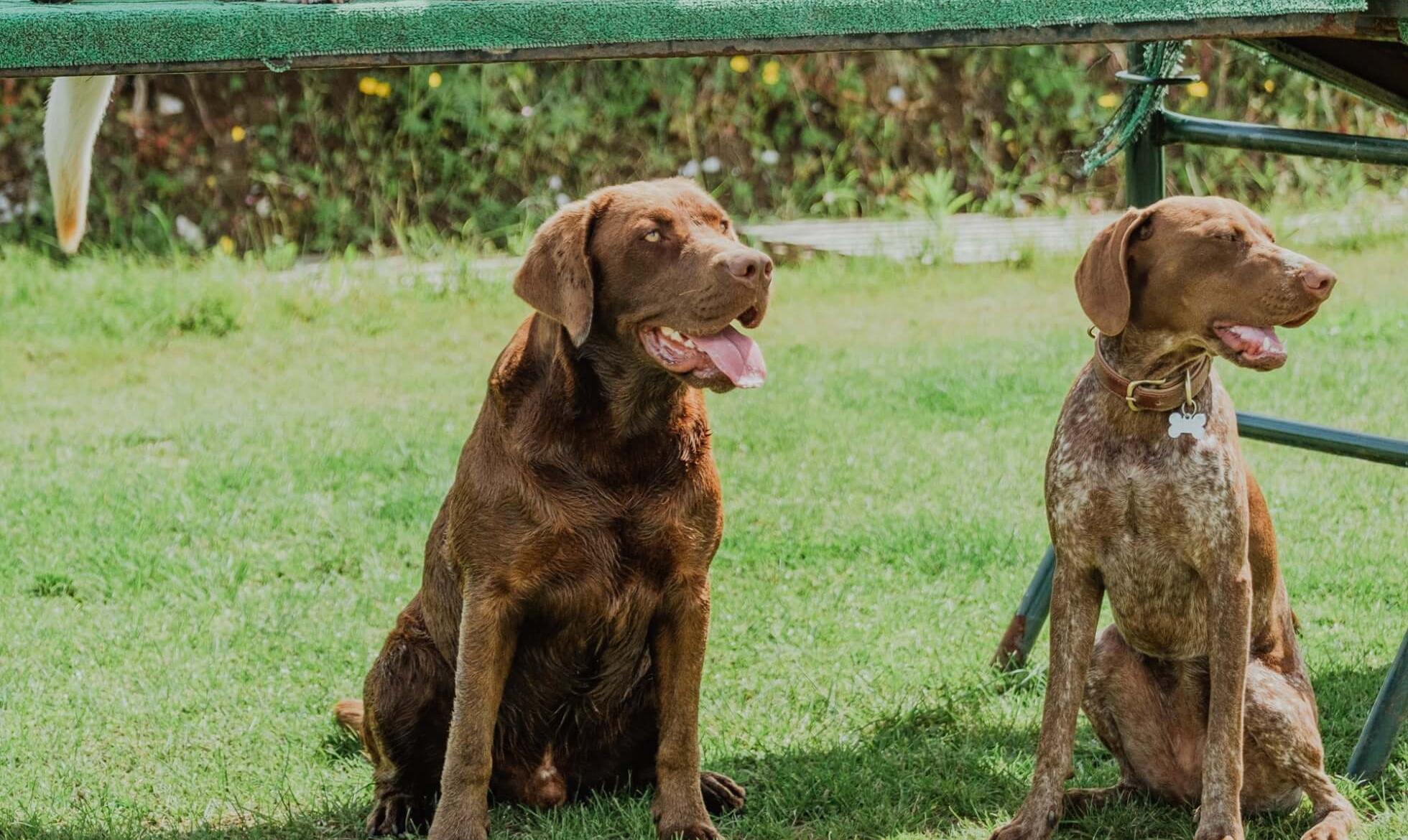 Socialização de Cães: o Que a Creche para Cães Faz e o Que Não Faz