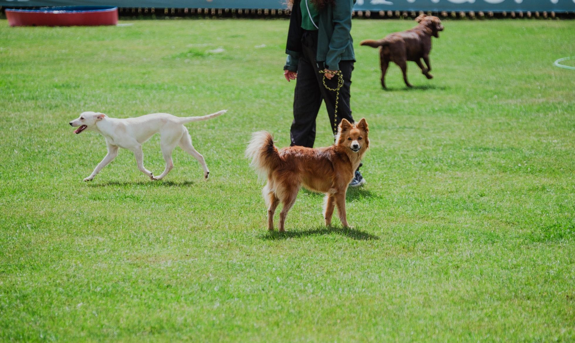 Vacinas para Creche para Cães: o Que a Lei Exige e o Que Nós Exigimos